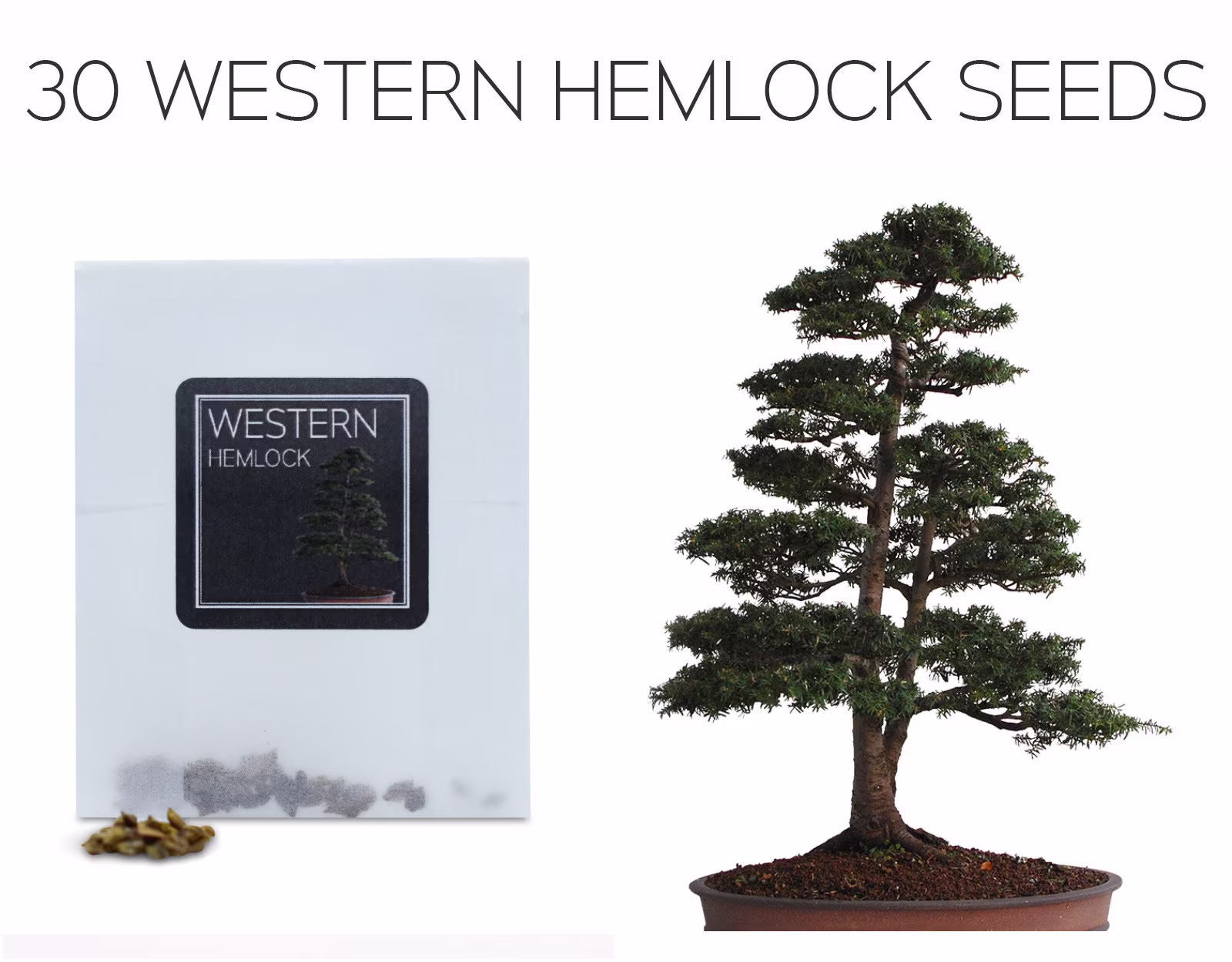 30 Western Hemlock Seeds | Grow Your Own Bonsai Tree Tsuga Heterophylla Growing Guide Perfect For Beginners & Enthusiasts