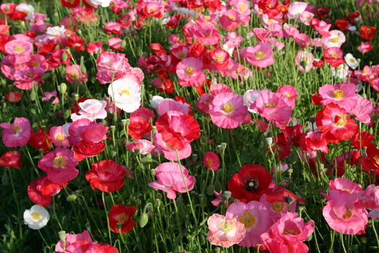 Cascade Pink & Red Poppy Flower Seed Mix, 200 Seeds, Organic, Non Gmo