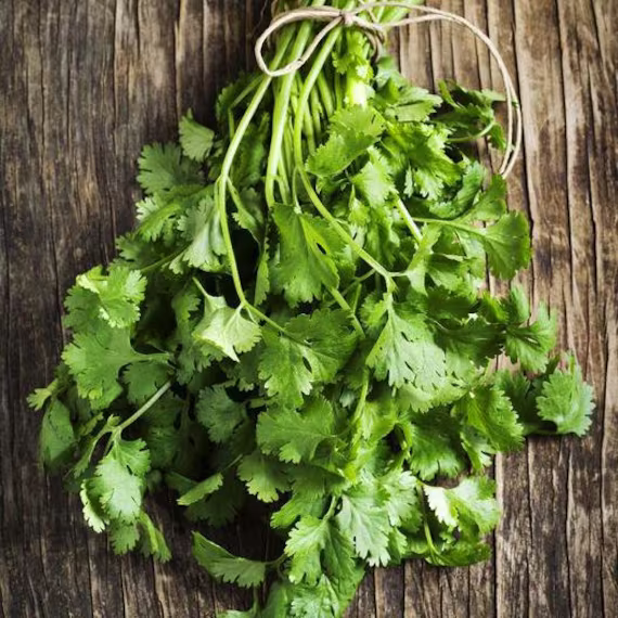 Usa Seller Fiesta Green Cilantro 50 Seeds Coriandrum Sativum