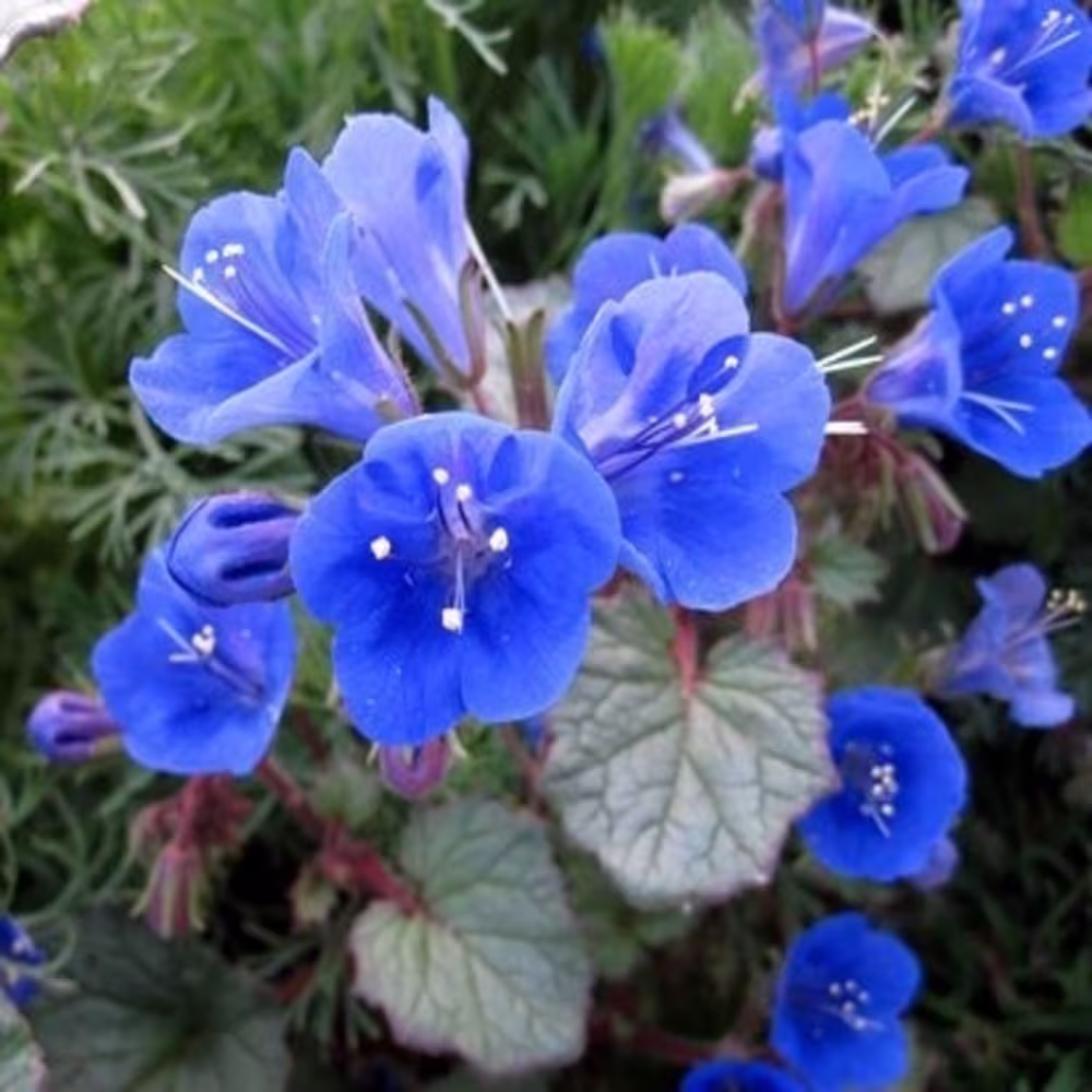 California Bluebell Phacelia Flower Seeds - Open-Pollinated For Seed Saving Non-Hybrid & Non-Gmo Heirloom Canada