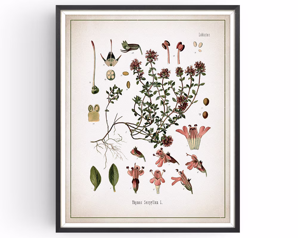 Thyme - Botanical Print Vintage Aromatherapy Art Medicinal Plant Botany Herb Kitchen Decor Unframed