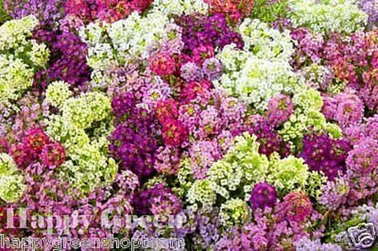Alyssum - 2500 Seeds Magic Circles Mixed Lobularia Maritima Annual Flower