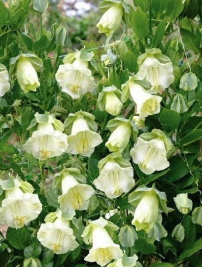 Cathedral Bells White Climbing Kobea, Non Gmo - Seeds