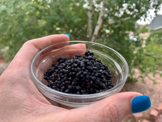 Elderberry | Astral Projection