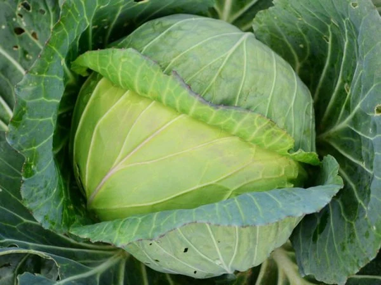 Cabbage Seeds Cabbage Colps About 100