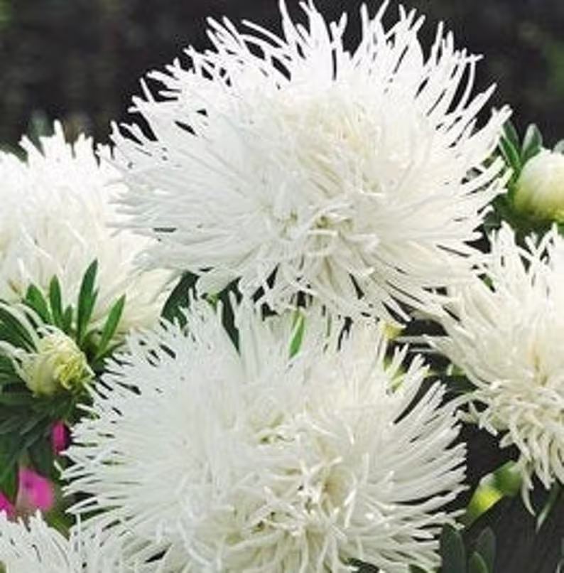Aster Flower White - 100 Seeds Gmo Free