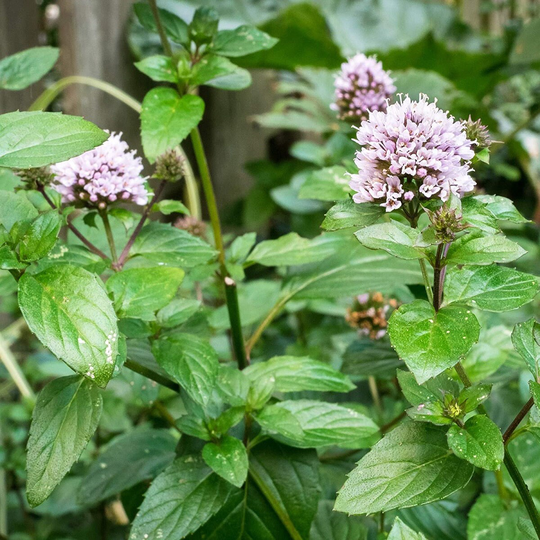 Mpb#11 Peppermint Seeds Herb 100 Thru 2, 000 Seeds Mentha Piperita