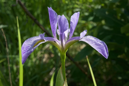 Southern Blue Flag Iris Seeds 20 Count