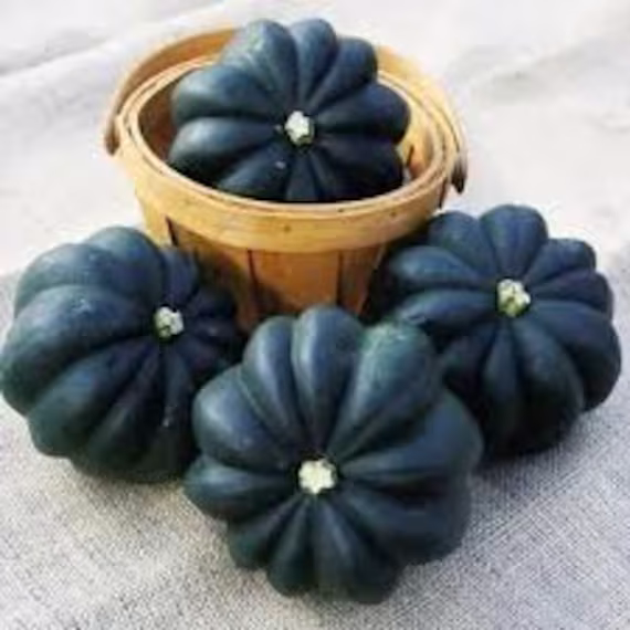 Table Queen Acorn Squash Heirloom Organic Non Gmo, Us Seeds, Free Seeds With Order