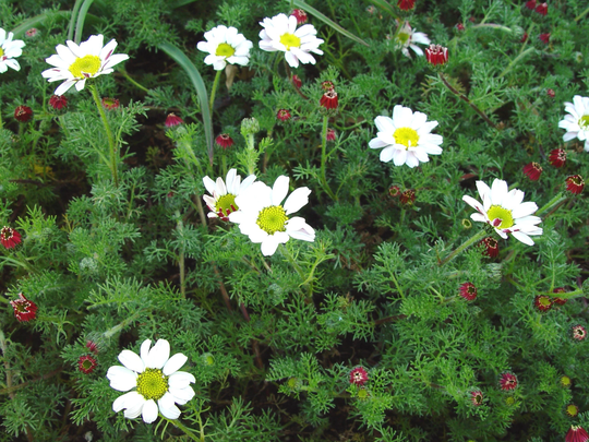 Anacyclus Depressus Garden Gnome X25 Seeds , Hardy Perennial, Fairy Flower Seeds