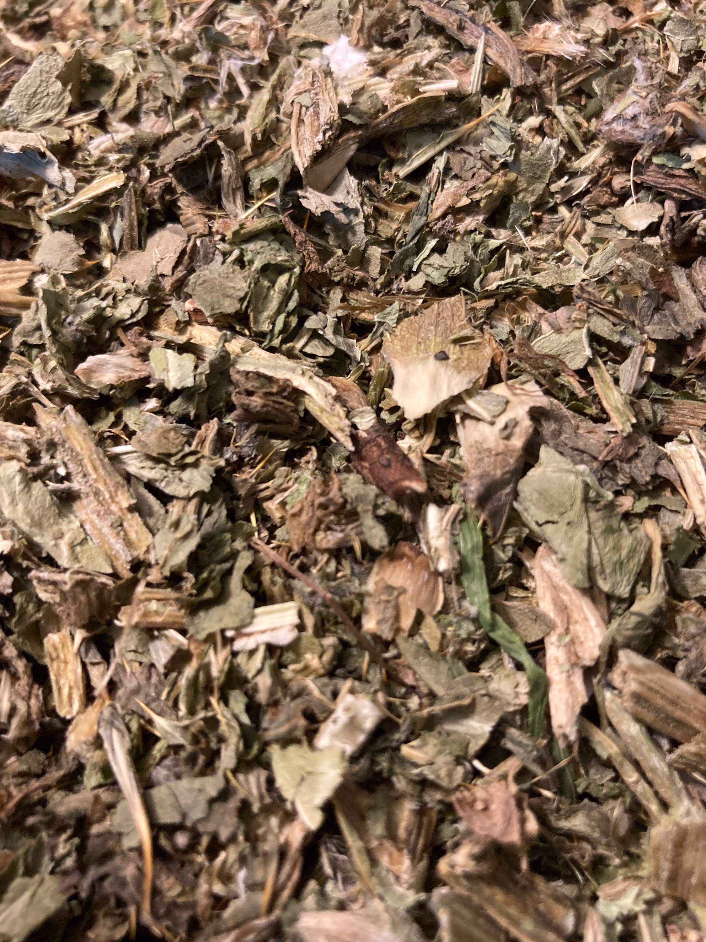 Organic Milk Thistle | Herbal Teas Witchcraft Immune Boost Leaves Apothecary