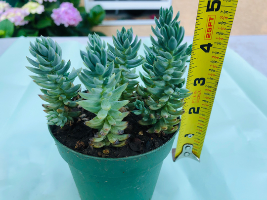 5 Live Rooted Sedum Reflexum