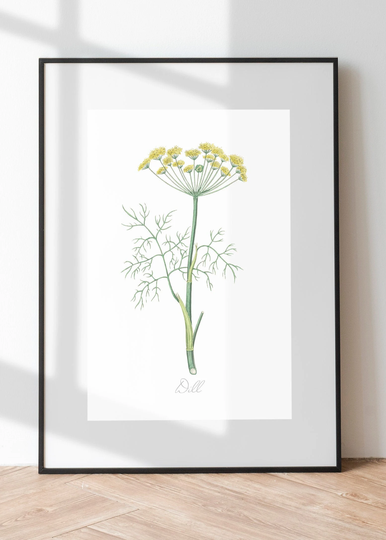 Dill Vintage Botanical Plants Archival Drawing Print, Herbs Art, Nature Wall Decor, Floral Herbal Image Print