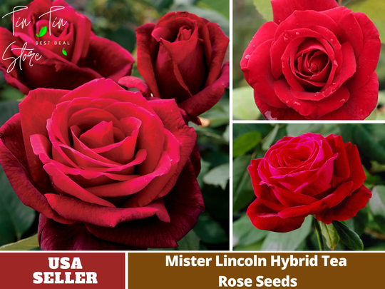 30 Rare Seeds-Mr. Lincoln Rose Seeds Perennial -Authentic Seeds-Flowers -Organic. Non Gmo -Vegetable Seeds-Mix Seeds For Plant-B3G1# 1055