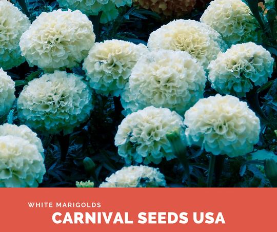 White Marigolds - Seeds 30 Flower