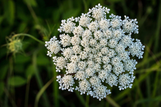 Queen Anne's Lace Seeds For Planting - 250 Made in Usa, Ships From Iowa. Rare & Hard To Find
