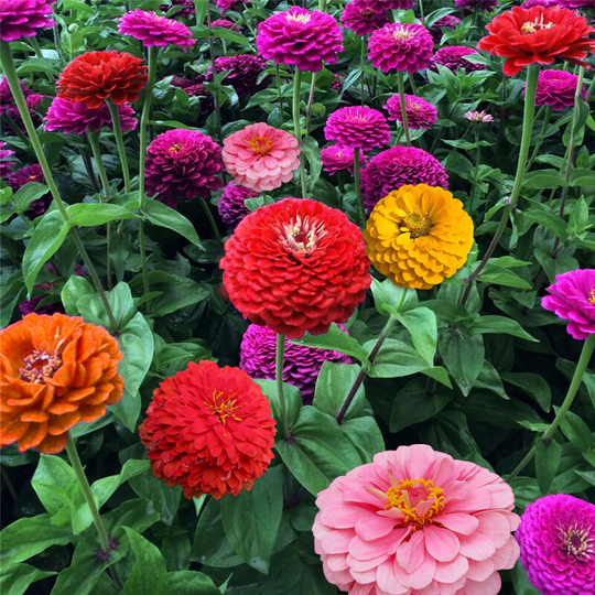 Seed Zinnia Queen Mix Color 500 Capsules