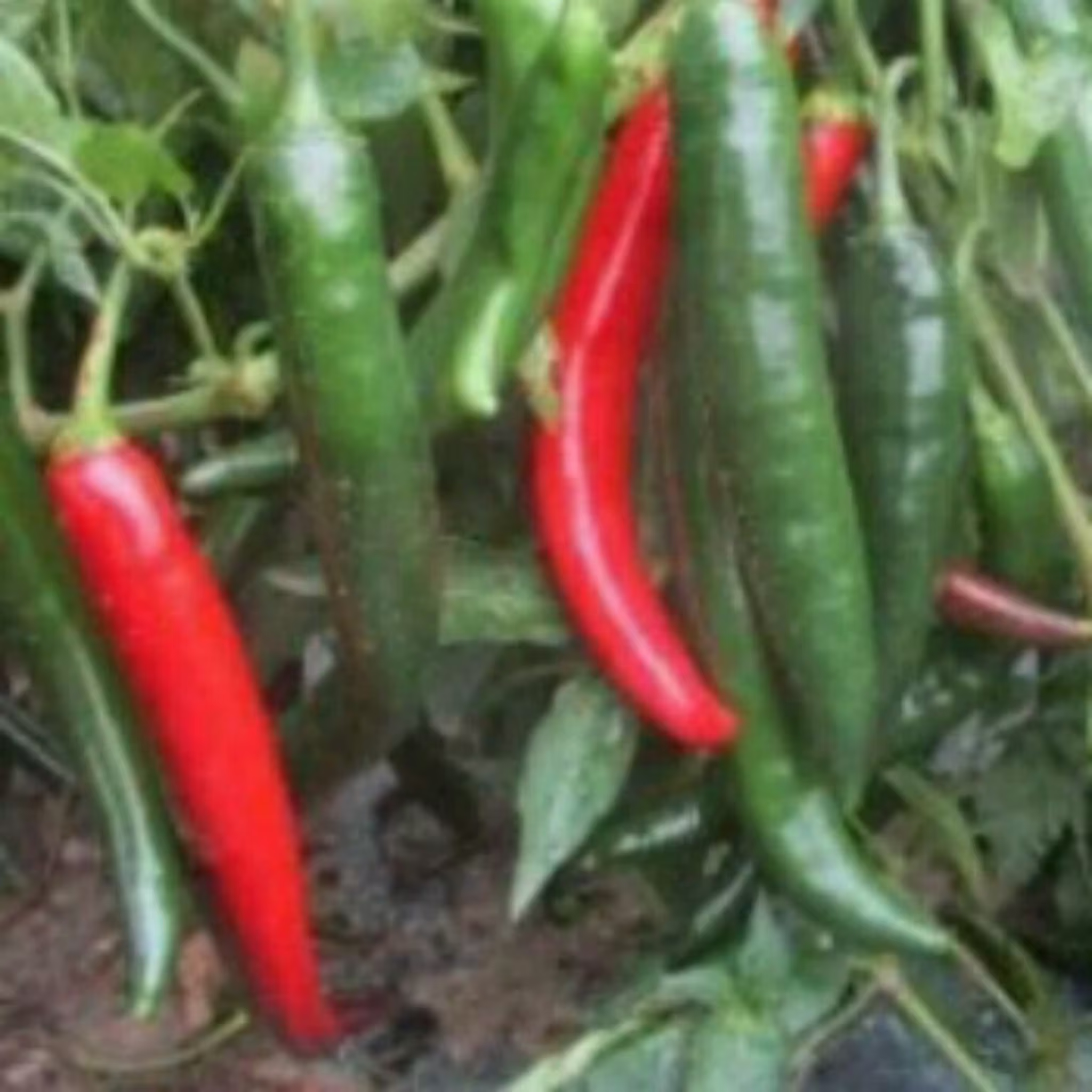 Hot Long Calabrian Chili Pepper, Pepper From Italy, 10 Chilli Heirloom Seeds