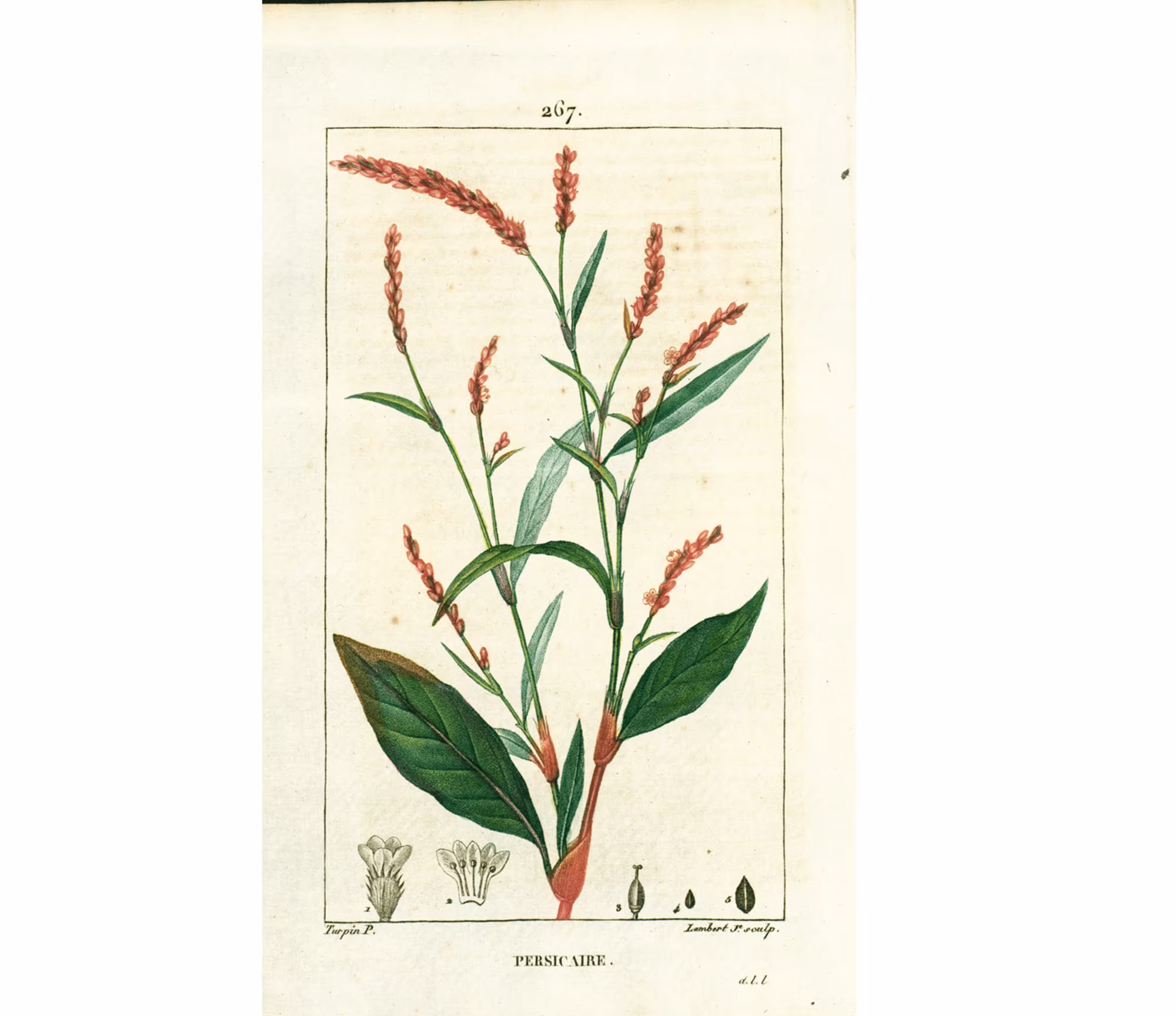1814 Antique Jesusplant Print Natural History Botanical Botany Wall Art Framing Home Decor