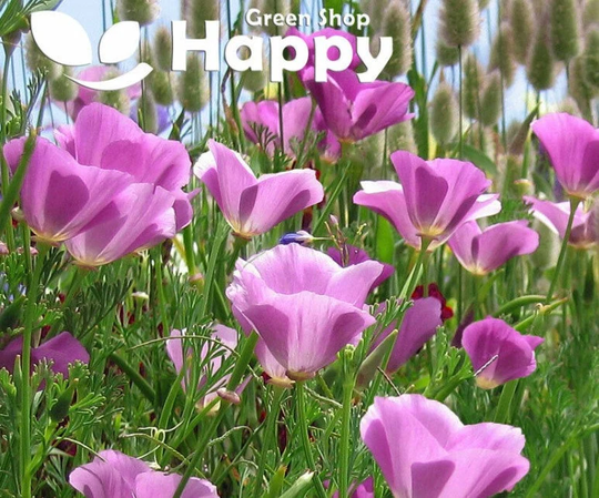 California Poppy Purple Gleam - 1000 Seeds- Eschscholzia Californica