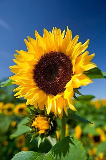 Wild Annual Sunflower Seeds | Non - Gmo