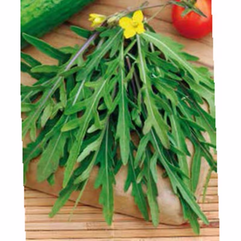 Arugula Silvetta Seeds Open-Pollinating Non Gmo For Planting | 202189