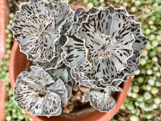 Rare Kalanchoe Rhombopilosa Succulent Seeds Pies From Heaven