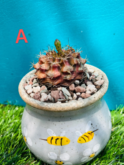 Gymnocalycium Mihanovichii | Frič Ex Gürke Britton Live Rooted