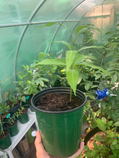 Organic Tommy Mango Live Seedling