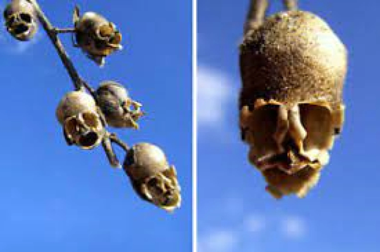 50Pcs Snap Dragon Seed Pod | Antirrhinum Flower Seeds Skull Flower | Code95