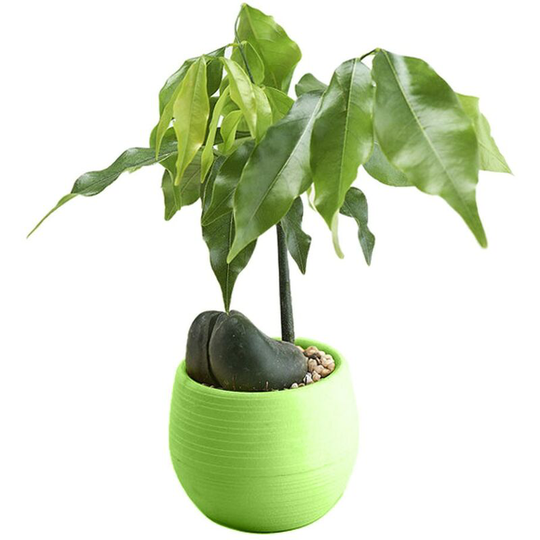 1PC green Mini Flower Pots Colourful Round Plastic Plant Flower Pot planters for succulents Decor Plants Desktop Flower Pots Maceta