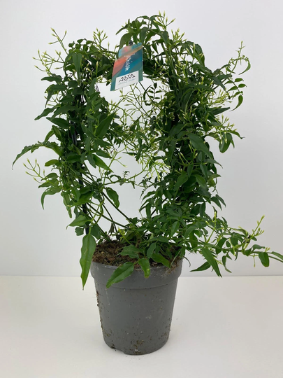 Jasmine Hoop