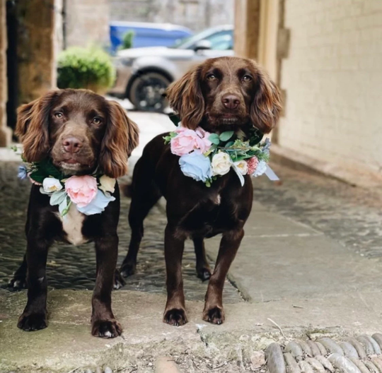 Powder Blue & Off White Rose, Blush Hydrangea, Astrantia Rosemary Floral Wedding Dog Collar Flower Crown For Dogs