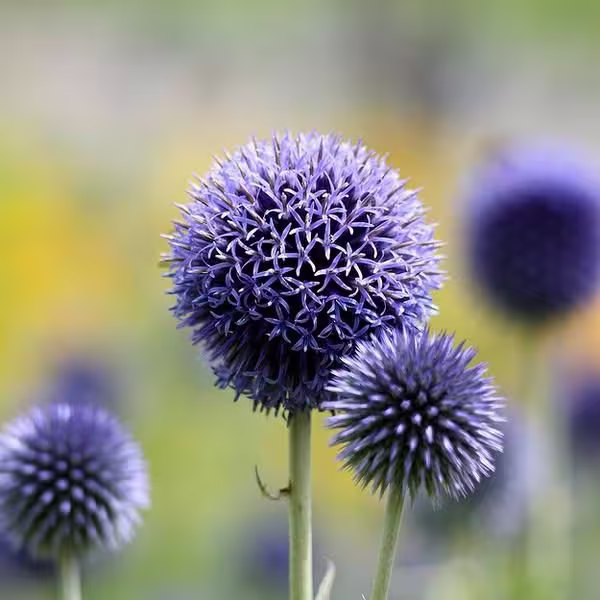 Southern Globethistle - 50 Seeds Non Gmo