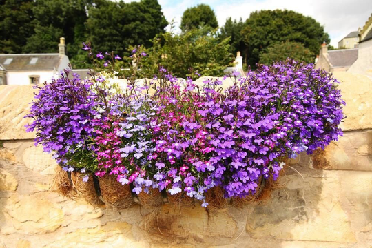 Lobelia Fountains Mixed Approx. 3000 Seeds Trailing Fairy Flower Seed