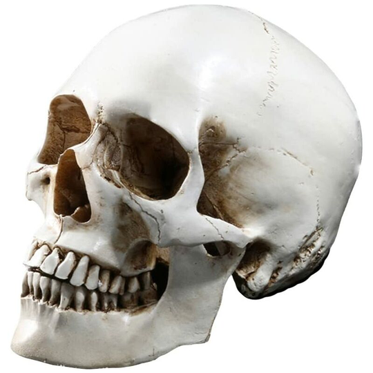 Lifesize Human Skull Skeleton Model Replica Resin Anatomical Medicine Medical Tracing Skeleton Lesson Halloween Decoration Statue