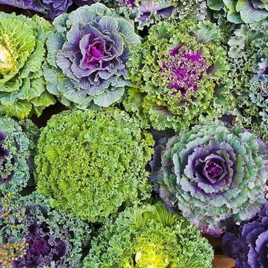 Rare Original Vegetable Seeds Cabbage Decorative "Fringed Mix