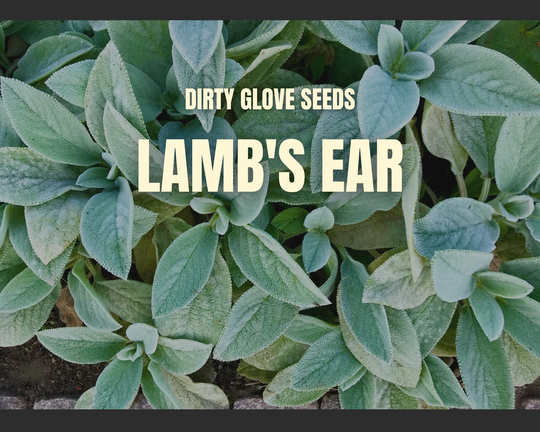 Lamb's Ear 50+ Seeds Medicinal Herb Non-Gmo | Stachys Byzantina Lanata