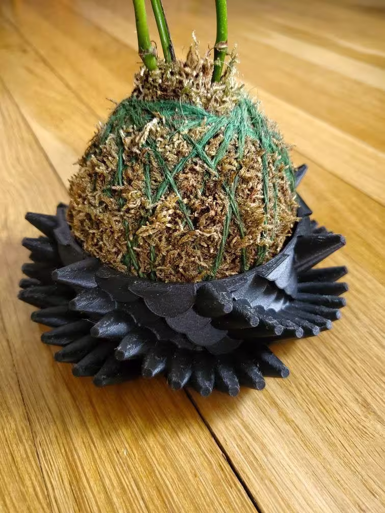 The Shallow Dragón | Carnivorous Plant Pot & Tray