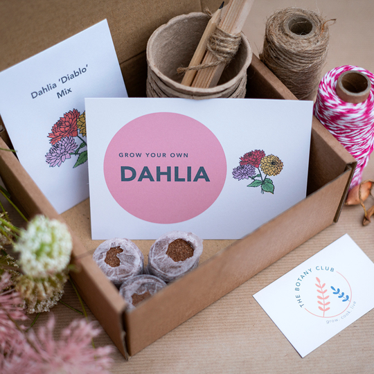 Sustainable Grow Your Own Flower Kits