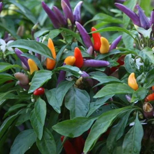 Ornamental Hot Chili Pepper Masquerade Seeds Heirloom Non Gmo For Planting | 203692