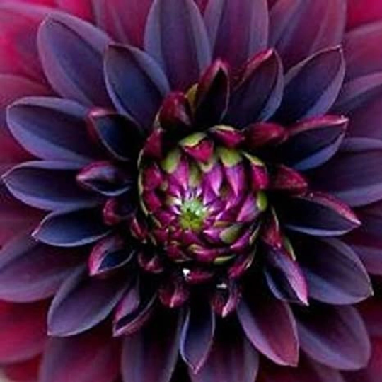 New Black Dahlia Flower Seeds Rare Bautiful Garden | Code 39