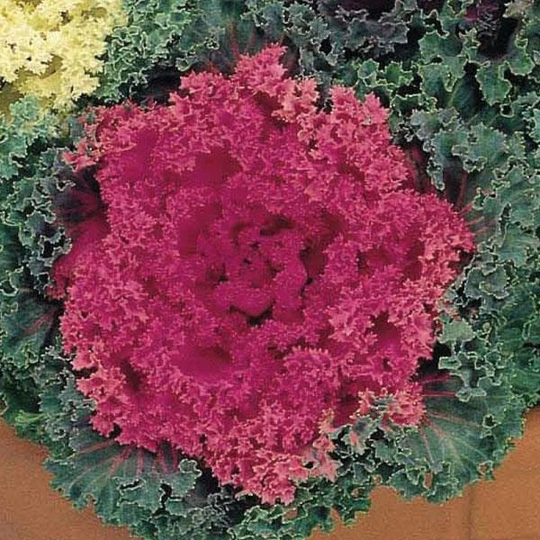Ornamental Kale Nagoya Rose 50 Seeds Flowering