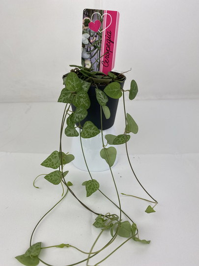 string Of Hearts 8.5cm Pot