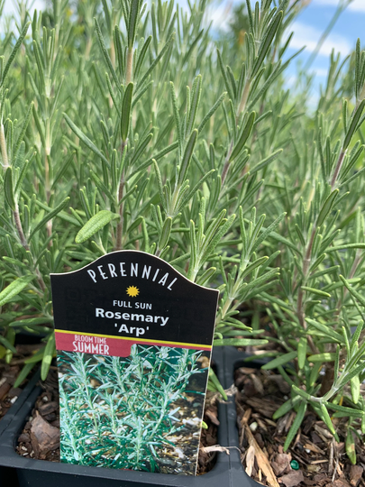 Rosemary, Arp Trade One Gallon Or 4 Inch Pot, Herbs, Fragrant