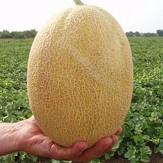 Melon Kredo Seeds Heirloom Non Gmo For Planting | 203728