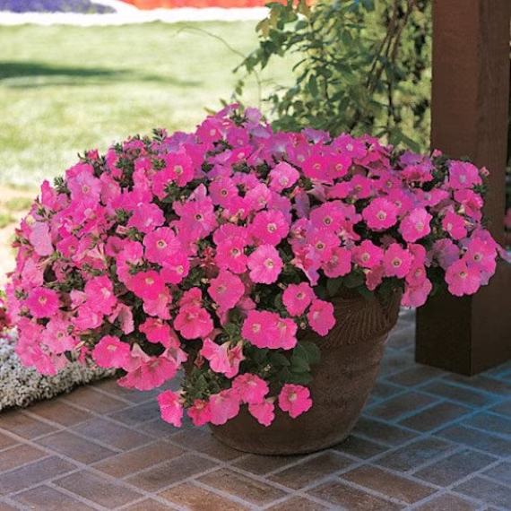 Petunia Avalanche Pink Flower Seeds