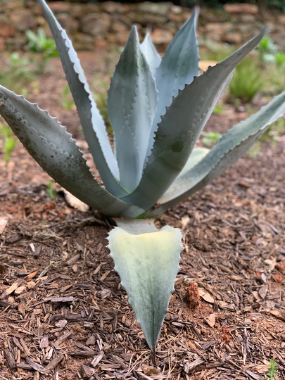 Agave "Pup