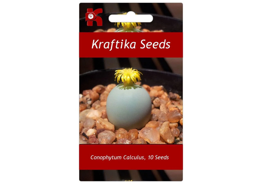 10 Seeds Conophytum Calculus, Garden Succulents, Cute Exotic Rare Succulent Flower Plants Seeds, Gift Idea Home Decor Cactus