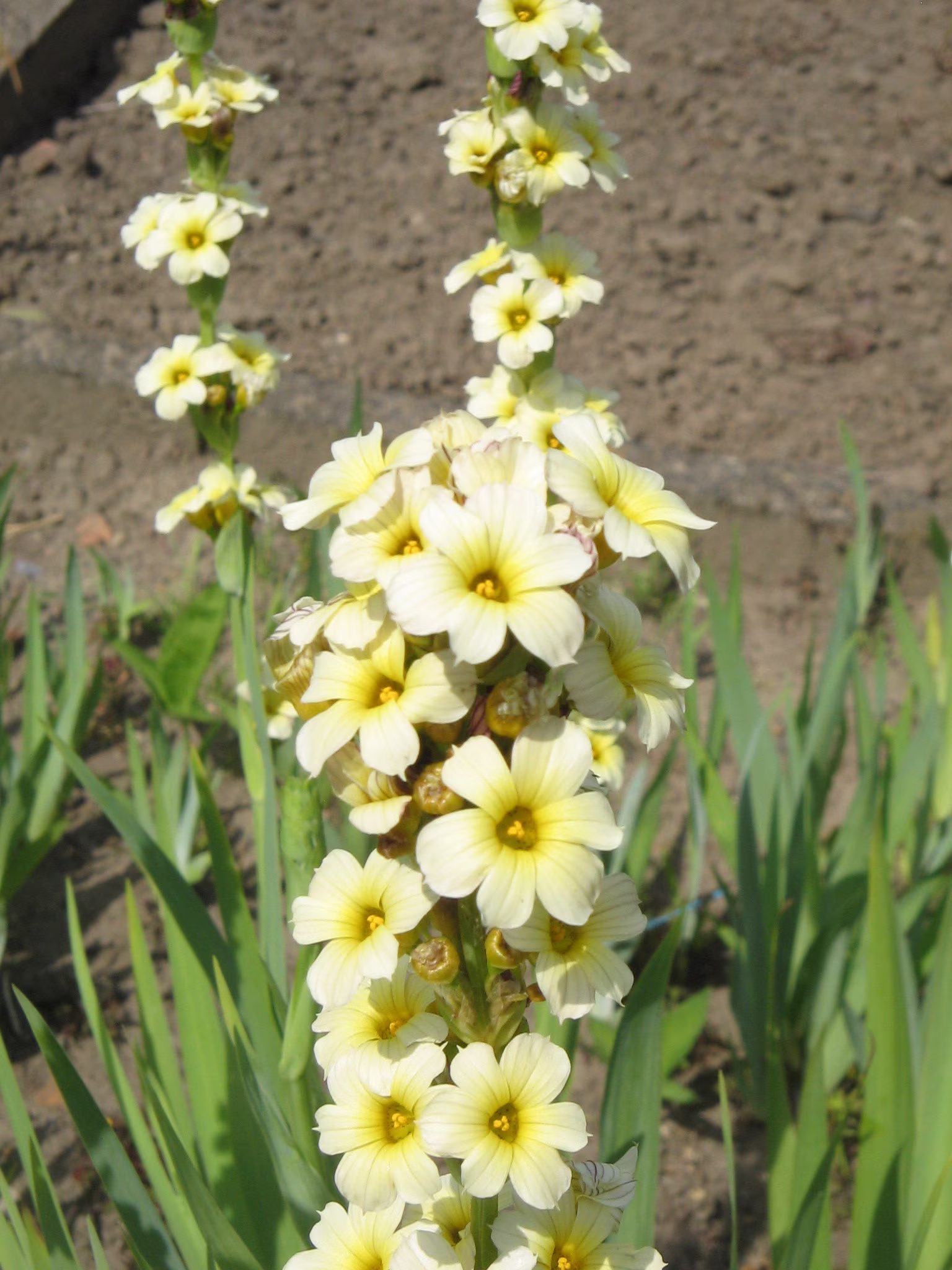 Sisyrinchium Striatum Satin Flower 20 30 40 60 100 Seeds Spires Of Yellow White Blooms Hardy Perennial Prairie Great Pollinators Ukfreepp